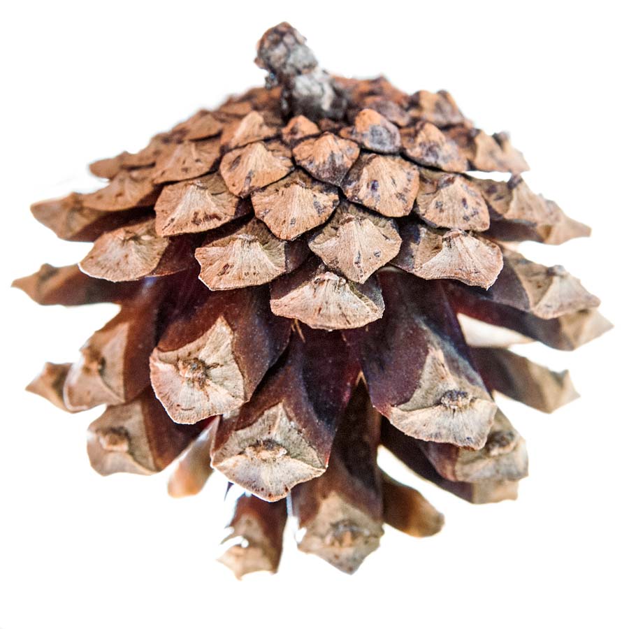 A pine cone